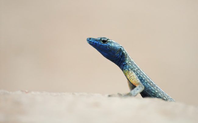 (Platysaurus broadleyi), Národný park Augrabies Falls, Južná Afrika