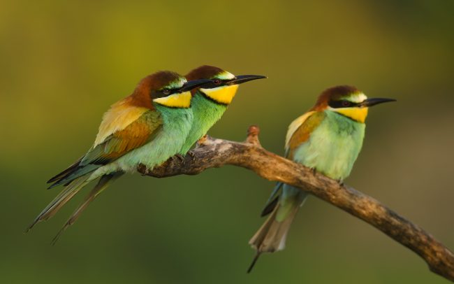 Včelárik zlatý (Merops apiaster)