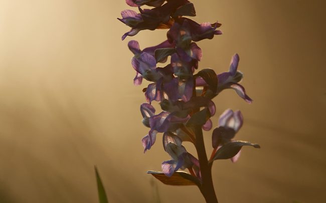 Chochlačka dutá (Corydalis cava), Žitný ostrov