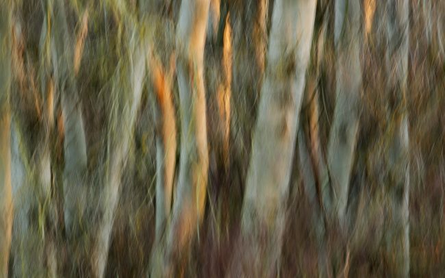 Nyárfák, Duna menti erdők Tájvédelmi Körzet, Csallóköz