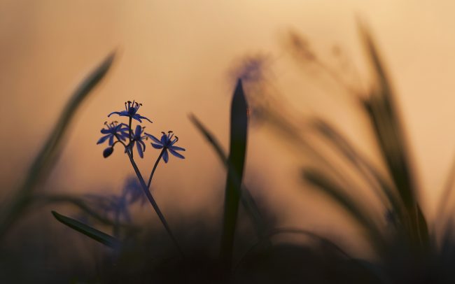 Scila dvojlistá (Scilla bifolia), Žitný ostrov