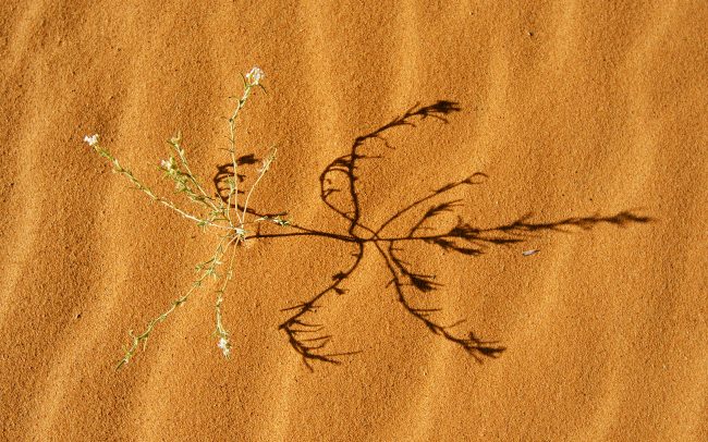 Erg Chebbi, Merzouga