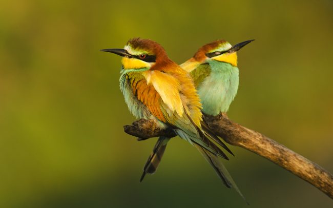 Včelárik zlatý (Merops apiaster)