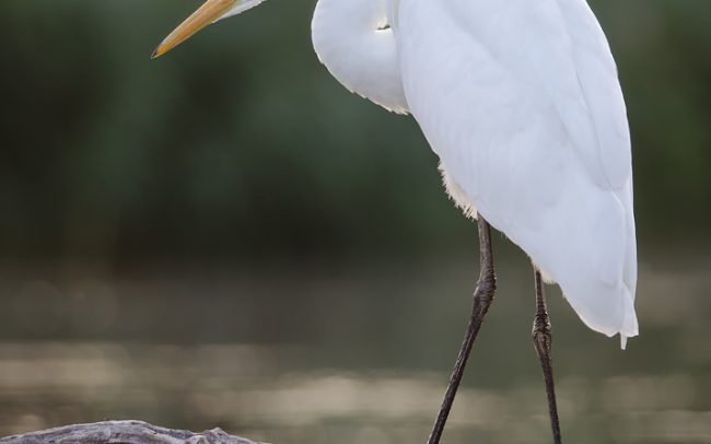 Nagy kócsag (Egretta alba), Csallóköz