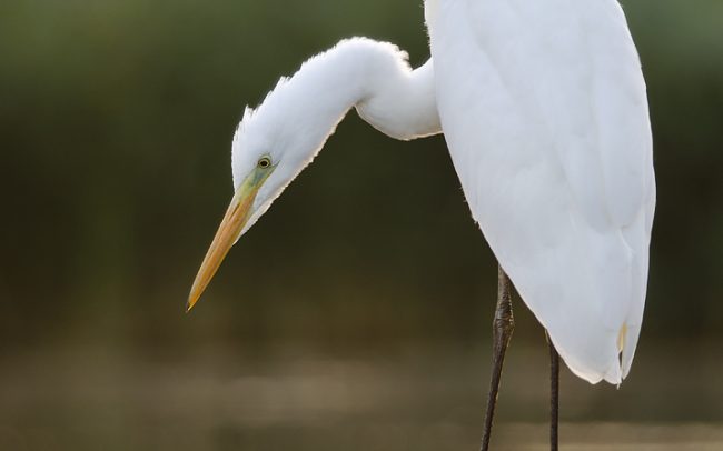 Nagy kócsag (Egretta alba), Csallóköz