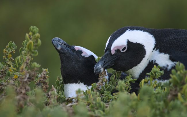 Pápaszemes pinvin (Spheniscus demersus), Table Mountain Nemzeti Park, Dél-Afrika