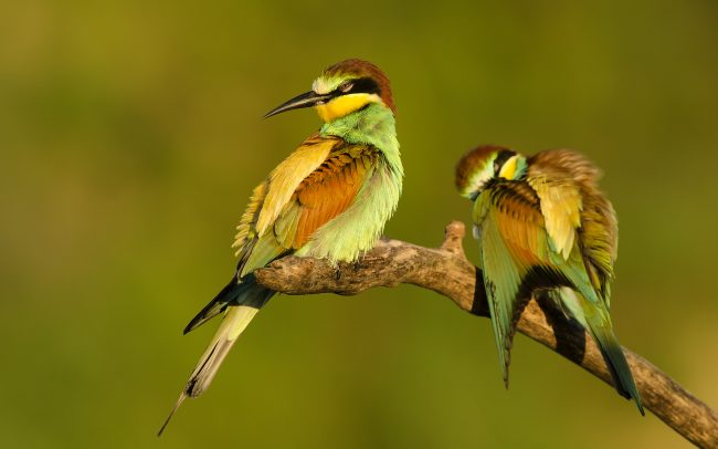 Včelárik zlatý (Merops apiaster)