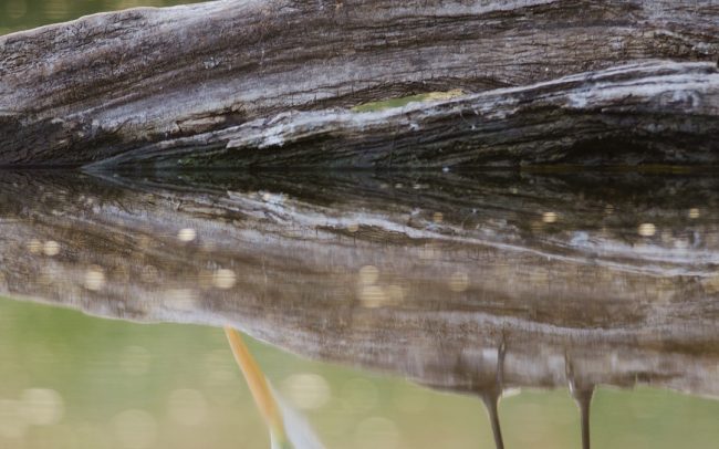 Volavka biela (Egretta alba), Žitný ostrov