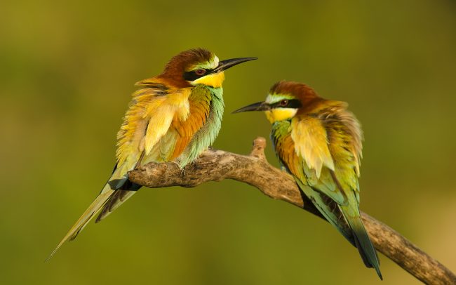 Včelárik zlatý (Merops apiaster)