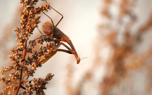 Imádkozó sáska (Mantis religiosa), Duna menti erdők Tájvédelmi Körzet, Csallóköz