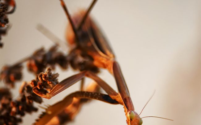 Modlivka zelená (Mantis religiosa), CHKO Dunajské luhy, Žitný ostrov