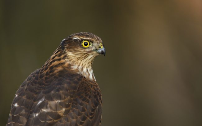 Karvaly (Accipiter nisus), Duna menti erdők Tájvédelmi Körzet, Csallóköz