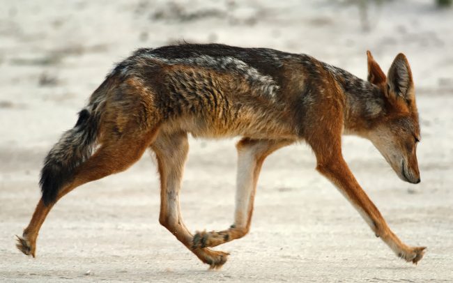 Panyókás sakál (Canis mesomelas), Kgalagadi Transfrontier Park, Kalahári sivatag, Dél-Afrika