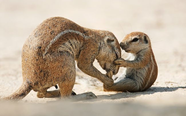Veverica kapská (Xerus inauris), Kgalagadi Transfrontier Park, púšť Kalahari, Južná Afrika