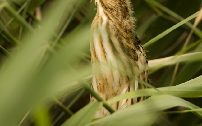 Bučiačik močiarny (Ixobrychus minutus), Žitný ostrov