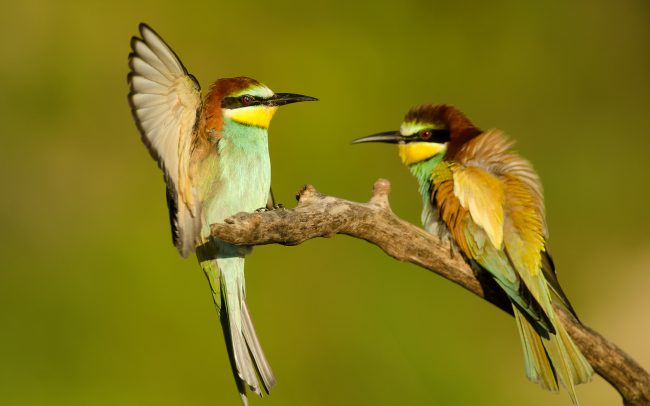 Včelárik zlatý (Merops apiaster)
