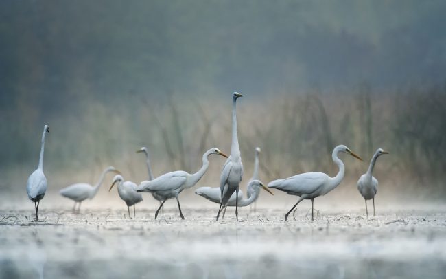 Volavka biela (Egretta alba), CHKO Dunajské luhy, Žitný ostrov