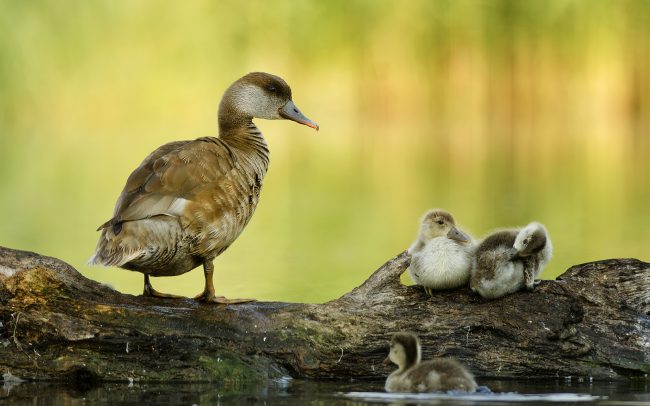 Üstökös réce (Netta rufina), Csallóköz