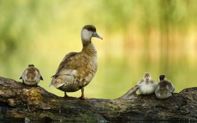 Üstökös réce (Netta rufina), Csallóköz