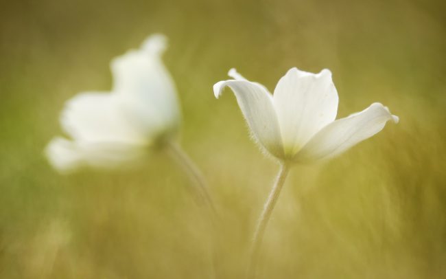 Poniklec biely (Pulsatilla alpina), Tatranský národný park, Slovensko