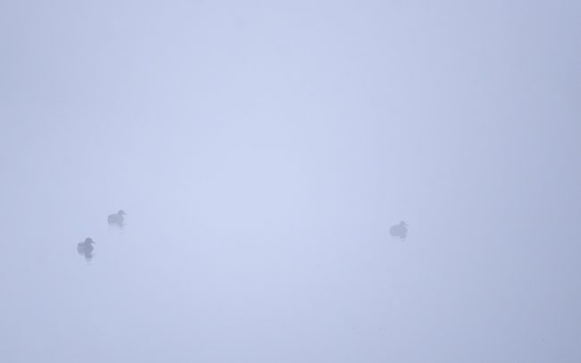 Tőkés réce (Anas platyrhynchos), Csallóköz