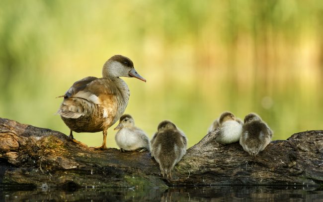 Üstökös réce (Netta rufina), Csallóköz