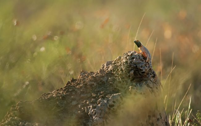 Agama (Agama aculeata), Kgalagadi Transfrontier Park, púšť Kalahari, Južná Afrika