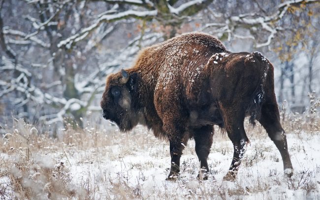 Európai bölény (Bison bonasus), Kistapolcsányi Bölény Vadaspark, Szlovákia