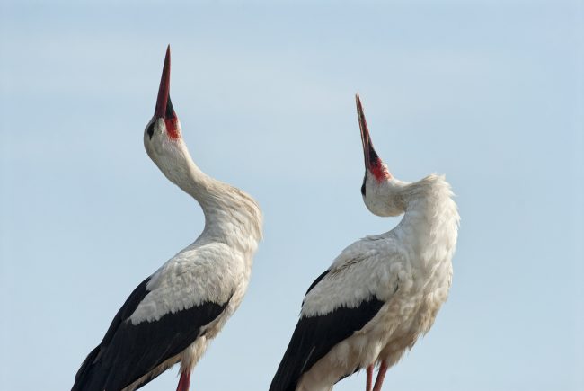 Fehér gólya (Ciconia ciconia), Csallóköz
