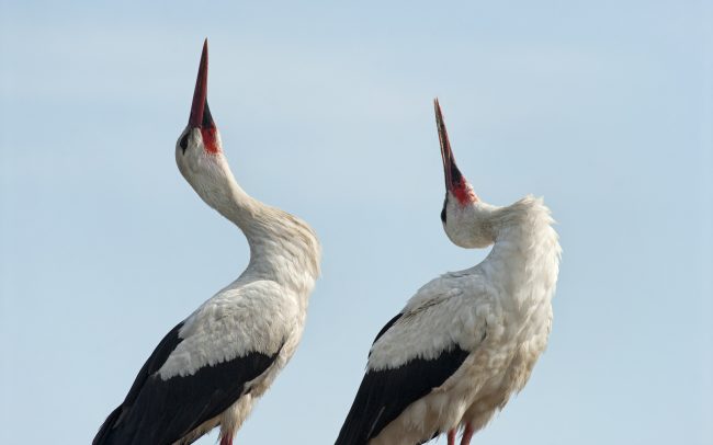 Bocian biely (Ciconia ciconia), Žitný ostrov