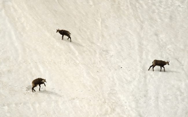 Kamzík vrchovský tatranský (Rupicapra rupicapra tatrica), Tatranský národný park, Slovensko