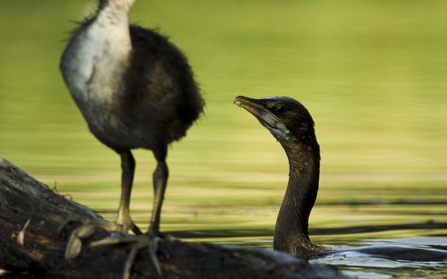 Kis kárókatona (Microcarbo pygmeus), Csallóköz