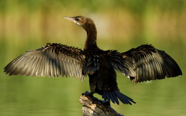 Kis kárókatona (Microcarbo pygmeus), Csallóköz