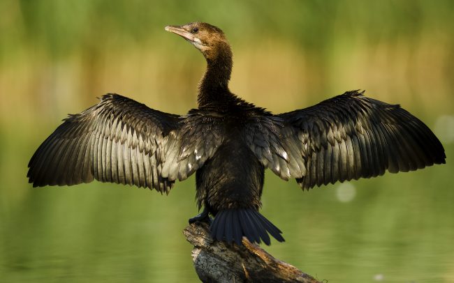 Kis kárókatona (Microcarbo pygmeus), Csallóköz