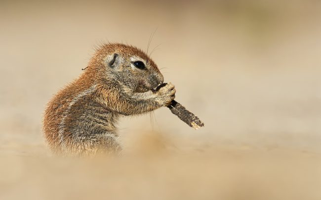 Fokföldi ürgemókus (Xerus inauris), Kgalagadi Transfrontier Park, Kalahári sivatag, Dél-Afrika