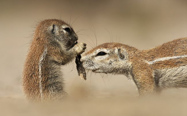 Veverica kapská (Xerus inauris), Kgalagadi Transfrontier Park, púšť Kalahari, Južná Afrika