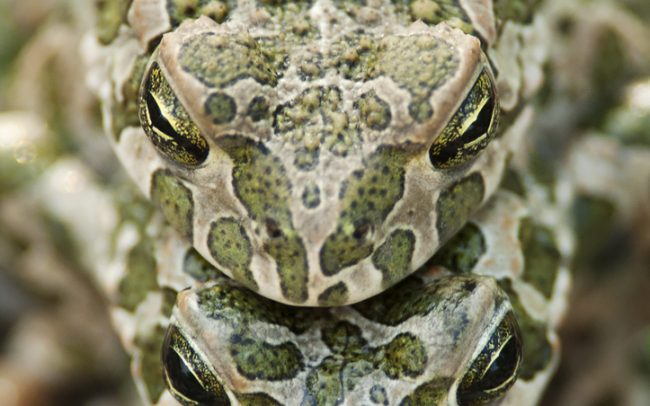 Ropucha zelená (Bufo viridis), Žitný ostrov