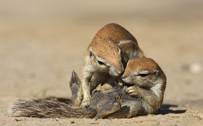 Veverica kapská (Xerus inauris), Kgalagadi Transfrontier Park, púšť Kalahari, Južná Afrika