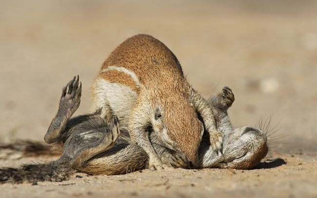 Fokföldi ürgemókus (Xerus inauris), Kgalagadi Transfrontier Park, Kalahári sivatag, Dél-Afrika