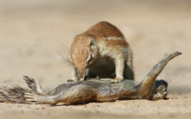 Fokföldi ürgemókus (Xerus inauris), Kgalagadi Transfrontier Park, Kalahári sivatag, Dél-Afrika