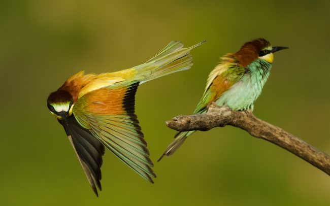 Včelárik zlatý (Merops apiaster)
