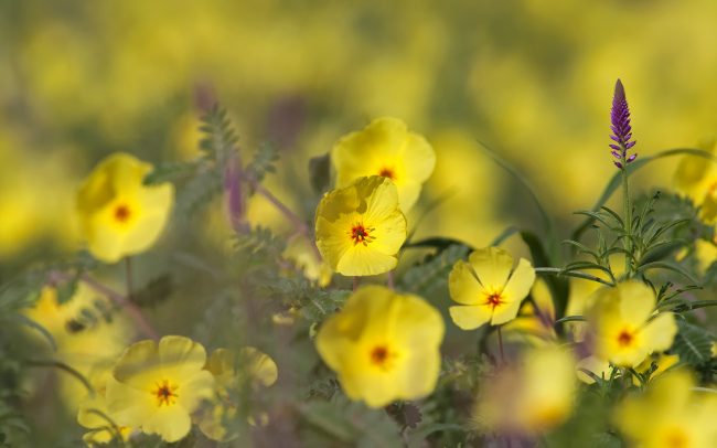 Kotvičník zemný (Tribulus terrestris), Kgalagadi Transfrontier Park, púšť Kalahari, Južná Afrika