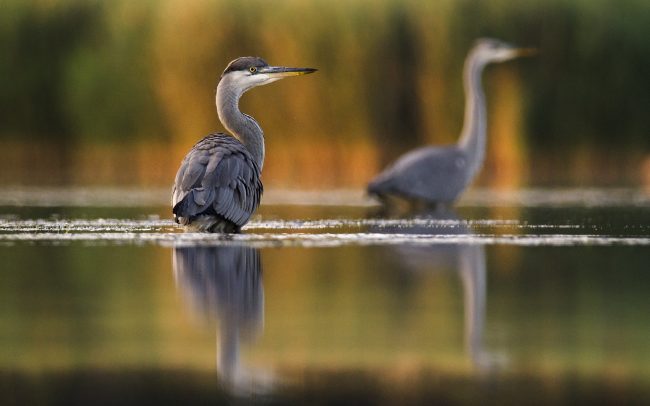 Szürke gém (Ardea cinerea), Csallóköz