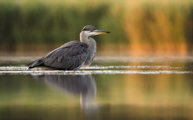 Szürke gém (Ardea cinerea), Csallóköz