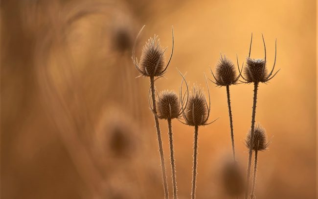Štetka laločnatá (Dipsacus laciniatus), Žitný ostrov