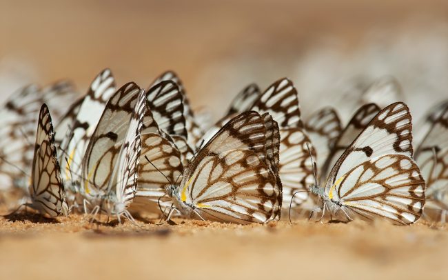 (Belenois aurota), Kgalagadi Transfrontier Park, púšť Kalahari, Južná Afrika
