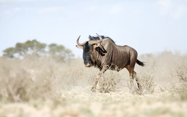 Pakôň pásavý (Connochaetes taurinus), Kgalagadi Transfrontier Park, púšť Kalahari, Južná Afrika