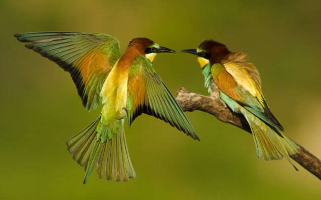 Včelárik zlatý (Merops apiaster)