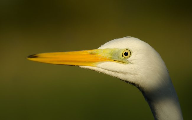 Volavka biela (Egretta alba), Žitný ostrov