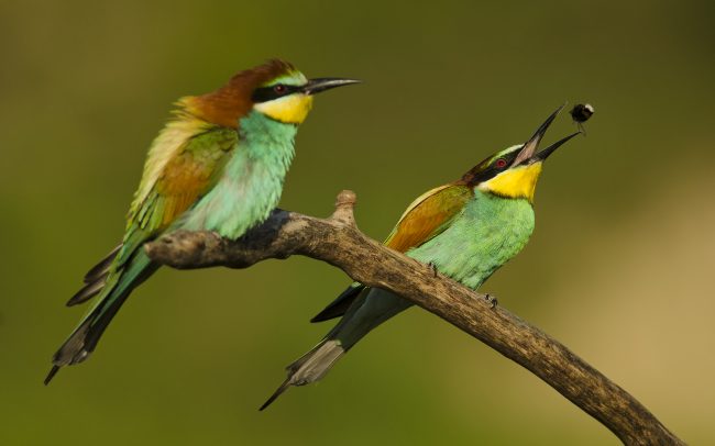 Včelárik zlatý (Merops apiaster)